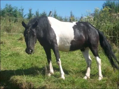 Quelle est cette robe ?