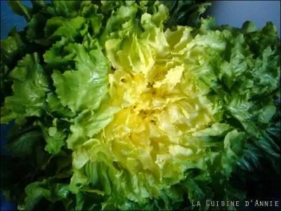 La scarole est-elle une laitue ?