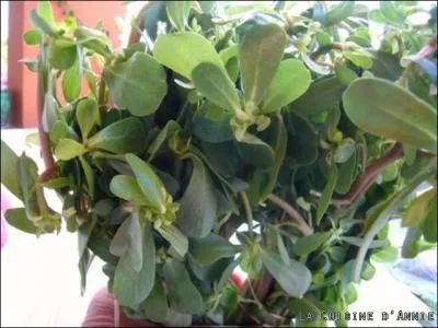 Reconnaissez-vous cette salade ?