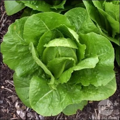 Quel est le nom de cette salade ?