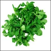 Quelle est cette salade ?