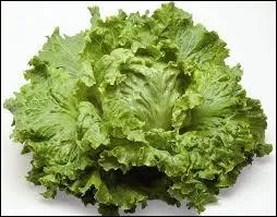 Est-ce que je vous raconte des salades si je vous dis que la batavia est une laitue ?