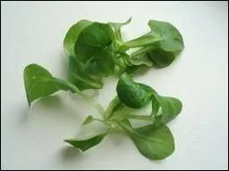 Reconnaissez-vous cette salade ?