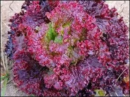 Quel est le nom de cette salade ?