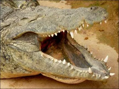 Pour qui le dieu Sobek, reprsent avec un corps d'homme et une tte de crocodile, tait-il de premire importance ?