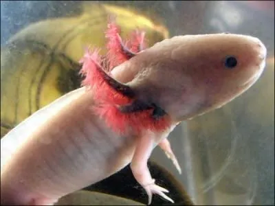 La forme dpigmente pour les axolotls correspond  l'absence de mlanine, mais les yeux sont noirs. Quel nom porte ce phnomne naturel ?
