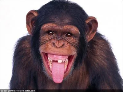 Les singes : o trouve-t-on des gorilles sauvages ?