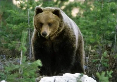 Les ours : o les ours pchent-ils ?