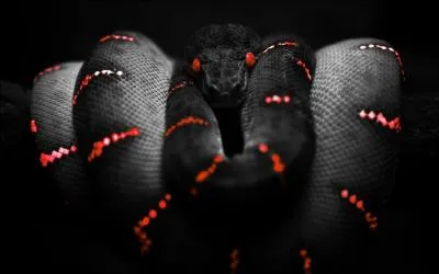 Les serpents : les serpents changent-ils de peau ?