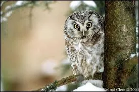 Connaissez-vous cette jolie petite chouette ? C'est :