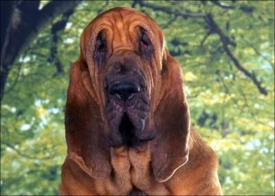 Parmi ces trois chiens, lequel est un chien d'arrt ?