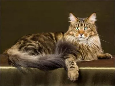 Le chat de race Maine Coon possde parfois 6 doigts aux pattes de devant ou aux 4 pattes. On dit qu'il est... .