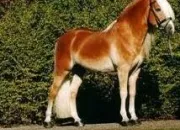 Quiz Chevaux