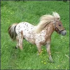 Quelle est cette race de cheval sur la photo ?