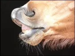 Comment s'appelle ce que fait ce cheval ?