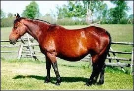 Combien de temps dure la gestation d'une jument ?