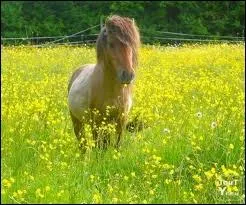 Les chevaux ne supportent pas la compagnie d'animaux de races diffrentes :