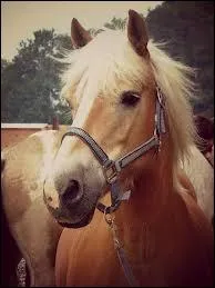 On dit que les crins sur la tte s'appellent :