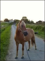 Que faut-il mettre sur le cheval pour le monter ?