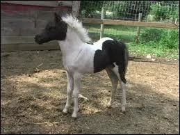 Quels sont les principaux outils de pansage ?