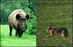 Quel est le plus rapide de ces deux animaux ?