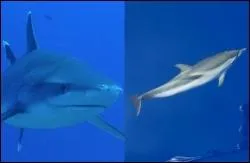 Qui est gnralement le plus rapide entre le requin et le dauphin ?