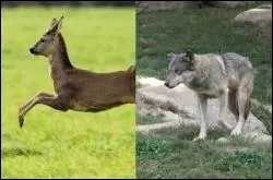 Si un loup poursuit un chevreuil, va-t-il le rattraper facilement ?