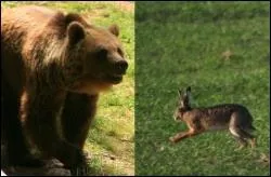 Qui de l'ours ou du livre peut courir le plus vite ?