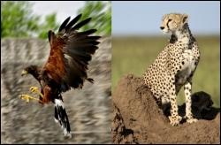Lequel de ces deux animaux atteint la plus grande vitesse de pointe ?
