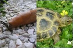 De ces deux animaux rputs pour leur lenteur, quel est le plus lent ?