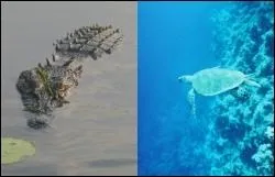 Dans l'eau, qui est le plus rapide ?