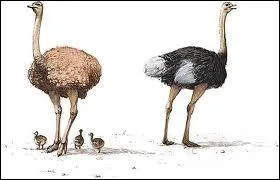 Si une autruche et un cheval font la course sur une longue distance, lequel a le plus de chances de gagner ?