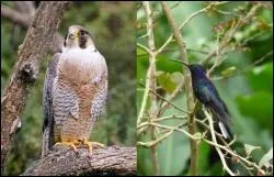 Quel oiseau est le plus rapide ?