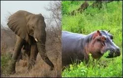 Lequel de ces animaux lourds est le plus rapide ?