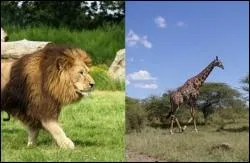 Qui est le plus rapide ?