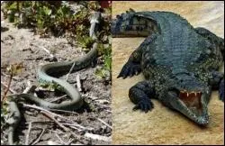 Qui est le plus rapide sur la terre ferme ?