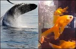 Qui nage le plus vite ?