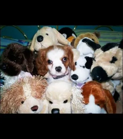 Y a-t-il un vrai chien ?