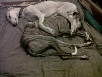 Combien y a-t-il de chiens ?