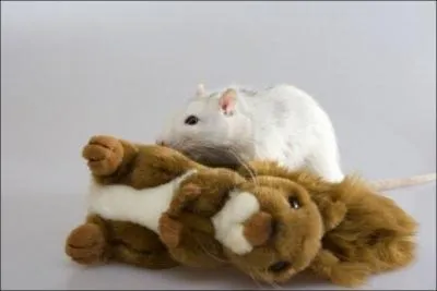 Y a-t-il une vraie souris ?