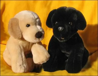 Y a-t-il un vrai chien ?