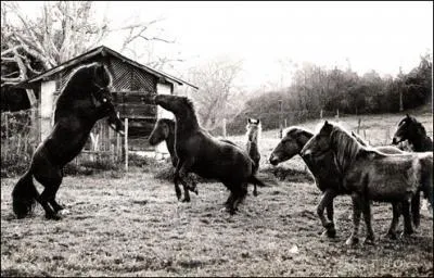 Autrefois, il tait utilis entre autres pour :