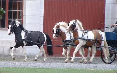 Deux types de Pottok sont reconnus par le studbook, mais comment les appelle-t-on ?