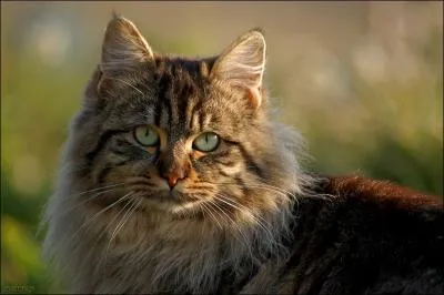 Le champ de vision des chats est plus tendu que celui des humains :