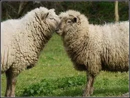 Quel est le rgime alimentaire du mouton ?