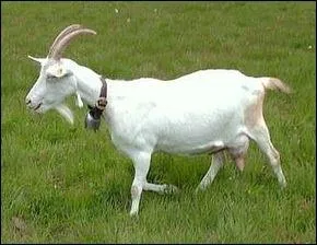 A quelle famille appartient la chvre ?