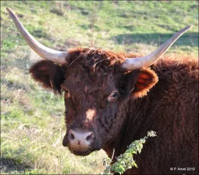Les jazzmen ? Ils sont en runion et jouent pour leur seul plaisir. Ah bon ? Ils devraient dj s'chauffer pour le concert au lieu de mettre la charrue avant les :