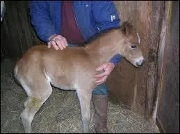 Comment s'appelle le bb femelle du cheval ?