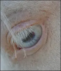 Comment s'appelle un cheval aux yeux bleus trs clairs et  la robe blanche ?