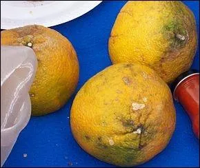 De quels fruits est issu le tangelo ?